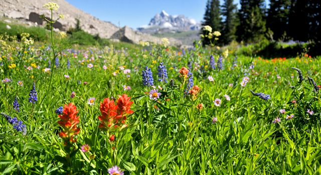 Experience The Beauty of Teton’s Wildflowers